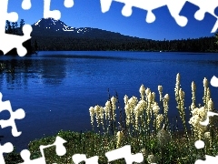 Oregon, Góry, Jezioro, Roślinność