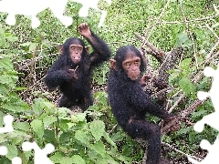Szympansy, Roślinność, Dwa