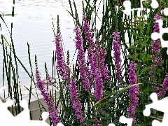Łódka, Kwiaty, Jezioro, Fioletowe
