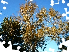 Niebo, Liście, Drzewo