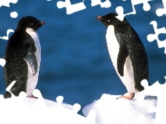 Pingwinów, Para