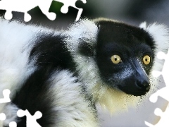 Mordka, Oczy, Lemur