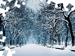 Alejka, Drzewa, Zima, Śnieg