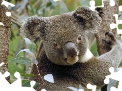 Koala, Australia, Miś