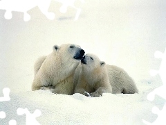 Polarne, Śnieg, Niedźwiadki