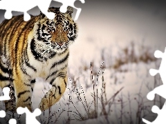 Śnieg, Tygrys