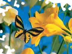 Frezja, Kwiat, Żółty, Motyl