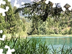 Trzciny, Drzewa, Jezioro