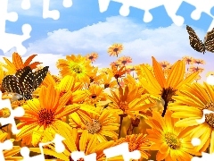 Niebo, Motyle, Żółte, Kwiaty