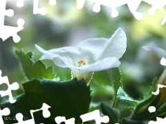 Kwiatek, Biały