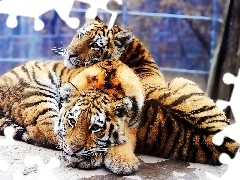 Młode, Tygrysy, Dwa