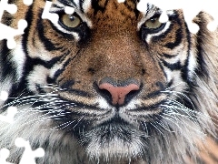 Oczy, Łeb, Tygrys