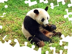 Trawa, Panda
