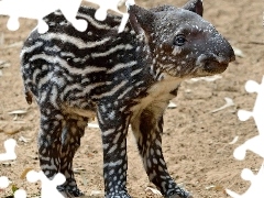 Tapir, Młody