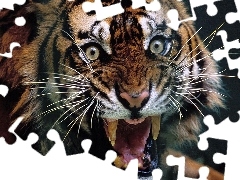 Tygrys, Rozwścieczony