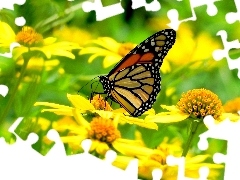 Kwiatuszki, Motyl, Żółte