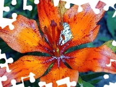 Kwiat, Pomarańczowy