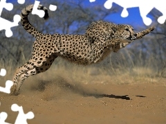 Gepard, Polujący