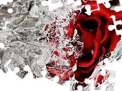Róża, Lód, Czerwona