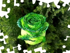 Zielony, Brokat, Różyczka