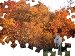 Jesień, Drzewo, Koń