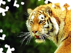 Tygrys, Potężny