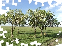 Drzewa, Łąka