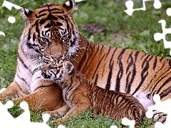 Tygrysica, Małe, Leżąca