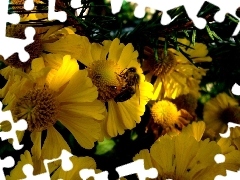 Pszczoła, Słoneczniki