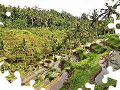 Ryżowe, Pola, Bali, Indonezja