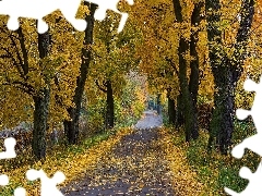 Liście, Drzewa, Jesień, Droga