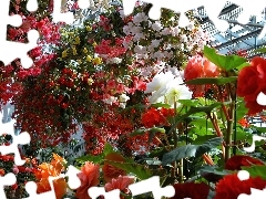 Ogród, Botaniczny, Kwiaty
