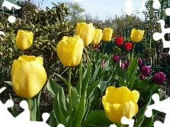 Rabatka, Tulipany