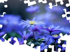 Kwiatuszki, Ogród, Niebieskie