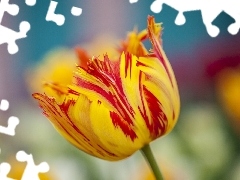 Żółty, Tulipan, Czerwono