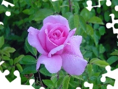 Róża, Liliowa