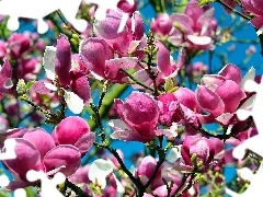 Drzewa, Magnolii, Kwiaty