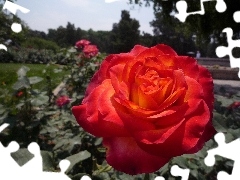 Czerwone, Róże, Ogród