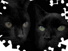 Koty, Oczy, Czarne