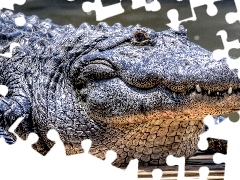 Krokodyl, Woda