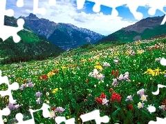 Kwiaty, Góry, Łąka