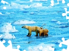 Woda, Lód, Niedźwiedzie