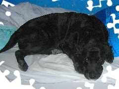 Labrador Retriever, Pościel, Czarny