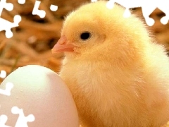 Jajko, Wielkanoc, Kurczaczek