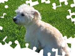 soczysta, trawa, Dandie Dinmont Terrier
