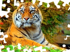 Liście, Tygrys