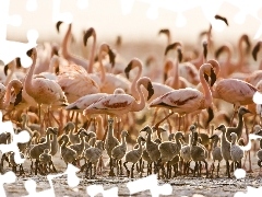 Pisklęta, Tanzania, Flamingi