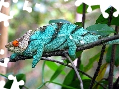Kameleon, Niebieski