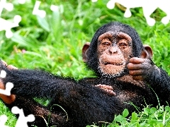 Zarośla, Szympans, Mały, Odpoczywający