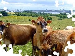 Krajobraz, Krowy